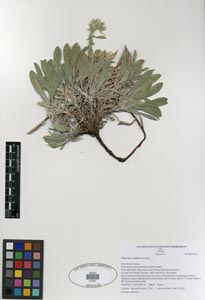 Herbarium Sheet: SDSU 21267