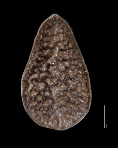 Nutlet Dorsal view SDSU 20191