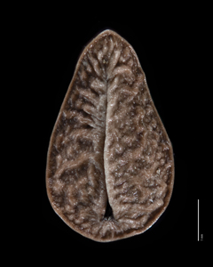 Nutlet Ventral view SDSU 20191