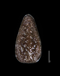 Nutlet Dorsal view SDSU 20189