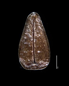 Nutlet Ventral view SDSU 20189