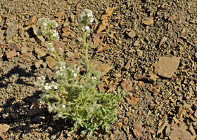 Field image 4 SDSU 20113