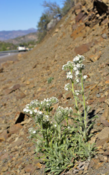 Field image 2 SDSU 20113