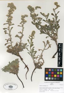 Herbarium sheet SDSU 20189