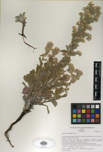 Herbarium sheet SDSU 20201