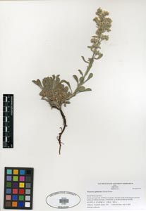 Herbarium sheet SDSU 21421