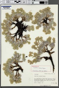 Oreocarya compacta holotype