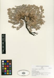 Oreocarya compacta SDSU21296 specimen