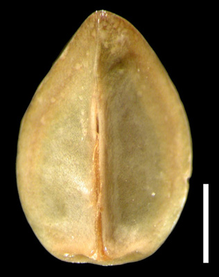 Oreocarya confertiflora RSA196047 nutlet ventral view