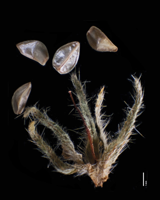 Oreocarya confertiflora RSA196047 fruit