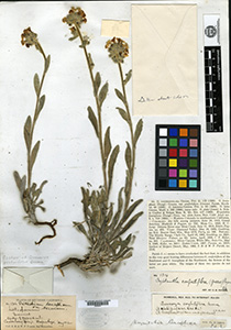 Oreocarya confertiflora isotype GH00095931