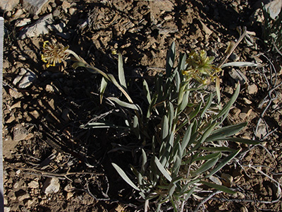 Oreocarya confertiflora field image SDSU20109