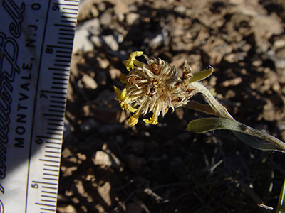 Oreocarya confertiflora field image SDSU20109