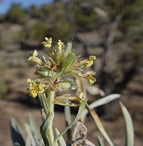 Oreocarya confertiflora field image SDSU20109