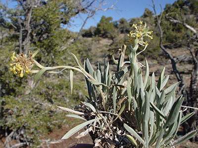 Oreocarya confertiflora field image SDSU20109