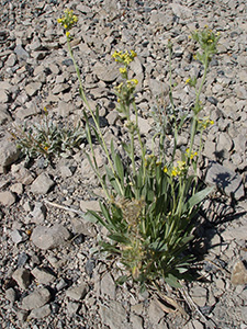 Oreocarya confertiflora field image SDSU20042