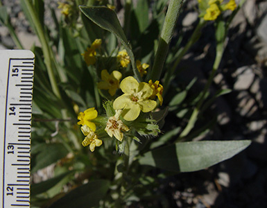 Oreocarya confertiflora field image SDSU20042