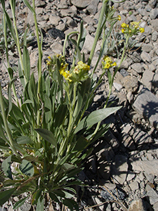 Oreocarya confertiflora field image SDSU20042