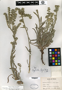 Cryptantha coryi-Holotype