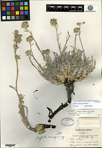 Holotype Herbarium Sheet GH00066845