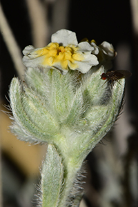 Oreocarya crassipes Field image 4