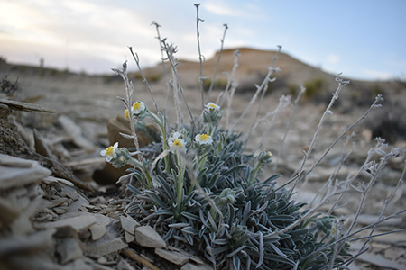 Oreocarya crassipes Field image 1