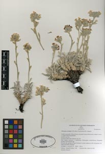 Herbarium Sheet SDSU21263