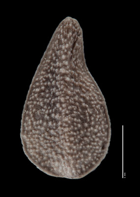 SDSU 21265 Nutlet, Dorsal View