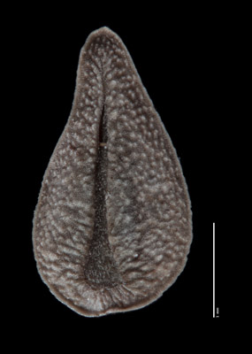 SDSU 21265 Nutlet, Ventral View