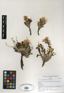 SDSU 20723 Herbarium Sheet