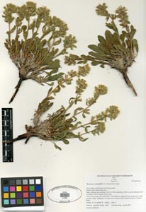 SDSU 21265 Herbarium Sheet