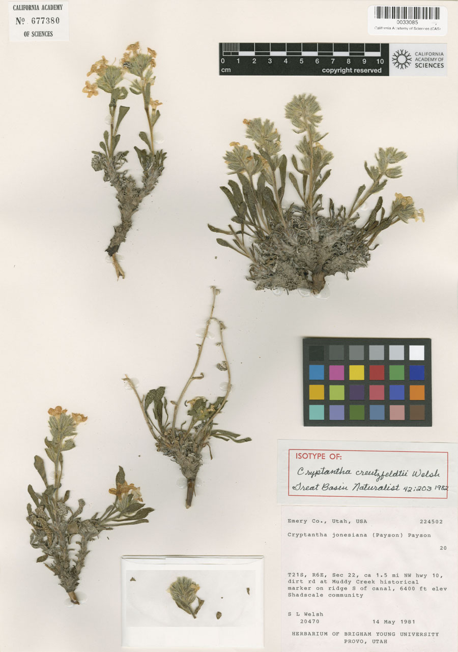 ISOTYPECAS 677380 Herbarium Sheet