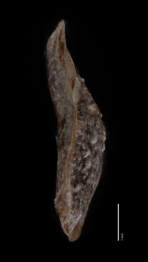 Nutlet Lateral View SDSU 20216