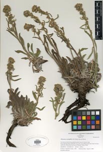 Herbarium Sheet SDSU 20216