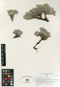 Herbarium Sheet SDSU 20266