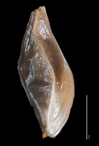 Nutlet Lateral View RSA 236878