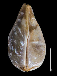 Nutlet Ventral View RSA 236878