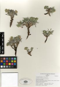 Herbarium Sheet SDSU 20121