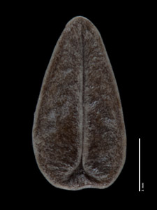 Nutlet Ventral View SDSU 20705