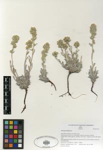 Herbarium Sheet SDSU 20705