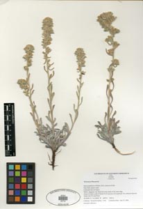 Herbarium Sheet SDSU 20710