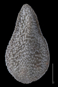 Nutlet Dorsal View RSA146119