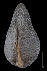 Nutlet Ventral View RSA146119