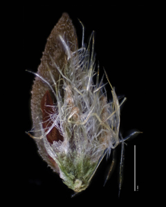 Nutlet Ventral View SDSU 20048