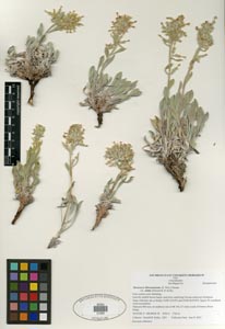 Herbarium Sheet SDSU 21293