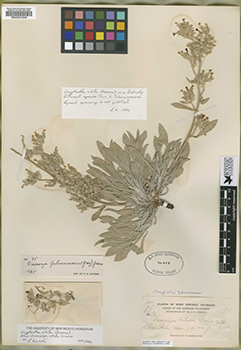 Holotype specimen image of Oreocarya fulvocanescens var. nitida, RSA0001848=POM46494