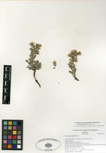 Herbarium sheet SDSU 20685