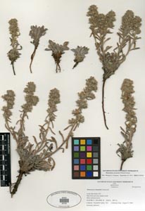 Herbarium sheet SDSU 20702