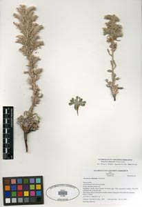 Herbarium sheet SDSU 21284