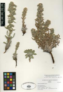 Herbarium sheet SDSU 21285